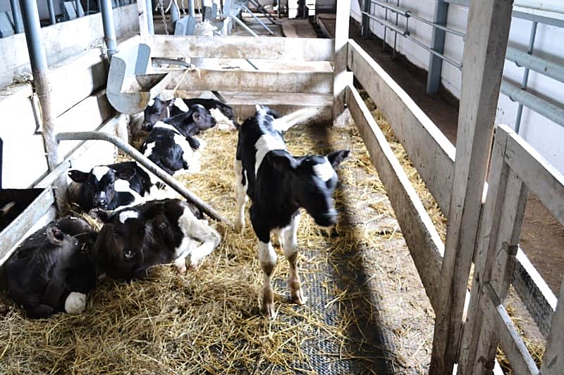 В Канашском районе завершается подготовка животноводческих помещений к зимне-стойловому содержанию скота.