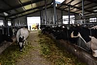 В Канашском районе завершается подготовка животноводческих помещений к зимне-стойловому содержанию скота (фото №2).