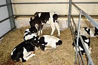 В Канашском районе завершается подготовка животноводческих помещений к зимне-стойловому содержанию скота (фото №3).