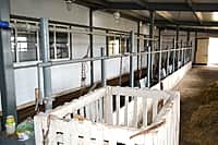 В Канашском районе завершается подготовка животноводческих помещений к зимне-стойловому содержанию скота (фото №4).