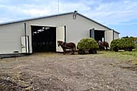 В Канашском районе завершается подготовка животноводческих помещений к зимне-стойловому содержанию скота (фото №6).