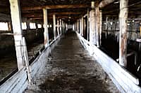 В Канашском районе завершается подготовка животноводческих помещений к зимне-стойловому содержанию скота (фото №10).