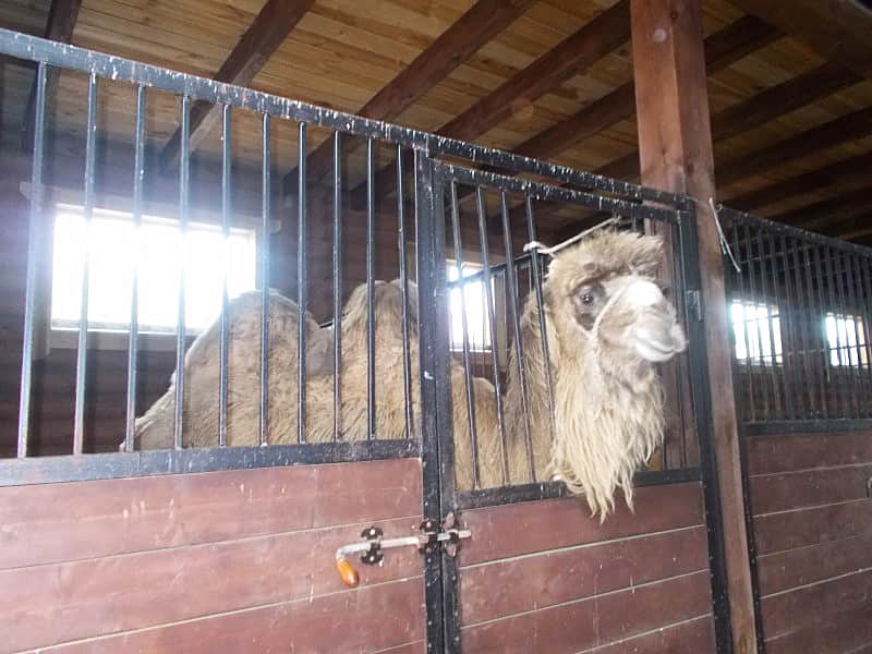 В ООО Комплекс "Волжанка" Чебоксарского района завезен двугорбый верблюд.