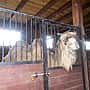 В ООО Комплекс "Волжанка" Чебоксарского района завезен двугорбый верблюд.