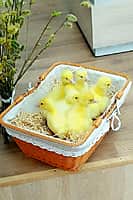 Итоги творческого конкурса по созданию логотипа для упаковки яиц и рисунков на тему «Пасха», организованного Канашской птицефабрикой (фото №5).