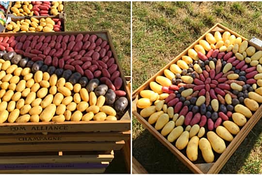 Конкурс на лучший картофель: нарисуй его, слепи, сфотографируй.