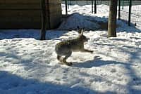 В "Ковчеге" поселились зайцы.