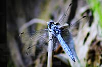 Презентован второй том Красной книги Чувашской Республики - «Животные». (фото №7).