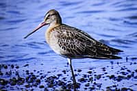 Презентован второй том Красной книги Чувашской Республики - «Животные». (фото №8).