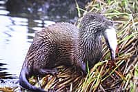 Презентован второй том Красной книги Чувашской Республики - «Животные». (фото №9).