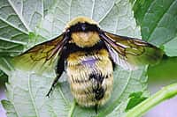 Презентован второй том Красной книги Чувашской Республики - «Животные». (фото №10).