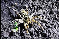 Презентован второй том Красной книги Чувашской Республики - «Животные». (фото №11).