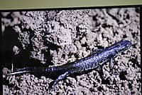 Презентован второй том Красной книги Чувашской Республики - «Животные». (фото №12).