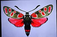 Презентован второй том Красной книги Чувашской Республики - «Животные». (фото №13).