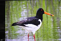 Презентован второй том Красной книги Чувашской Республики - «Животные». (фото №14).