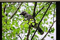 Презентован второй том Красной книги Чувашской Республики - «Животные». (фото №15).