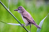 Презентован второй том Красной книги Чувашской Республики - «Животные». (фото №16).