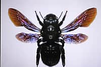 Презентован второй том Красной книги Чувашской Республики - «Животные». (фото №17).