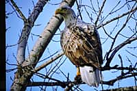 Презентован второй том Красной книги Чувашской Республики - «Животные». (фото №1).