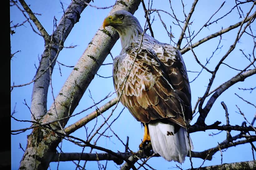Презентован второй том Красной книги Чувашской Республики - «Животные».