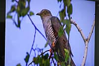 Презентован второй том Красной книги Чувашской Республики - «Животные». (фото №3).