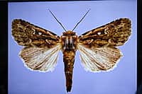 Презентован второй том Красной книги Чувашской Республики - «Животные». (фото №4).