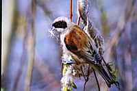 Презентован второй том Красной книги Чувашской Республики - «Животные». (фото №5).