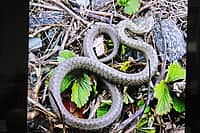 Презентован второй том Красной книги Чувашской Республики - «Животные». (фото №6).