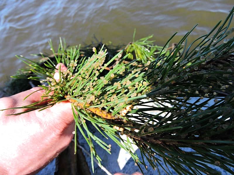 На Куйбышевском водохранилище установлены искусственные нерестилища.