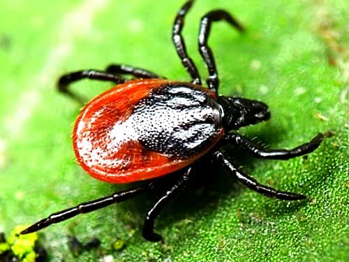 Не лают, но кусают: осторожно – клещи!