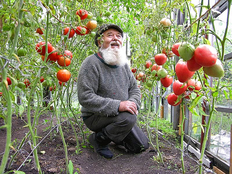 МЧС Чувашии предупредило о заморозках и гибели урожая.