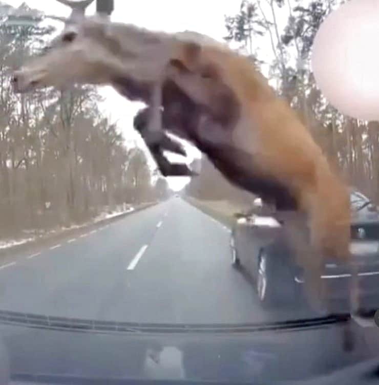 Минприроды Чувашии взыскало ущерб с водителя, насмерть сбившего лося.