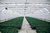 Глава Минсельхоза России Дмитрий Патрушев посетил Канашский район (фото №3).