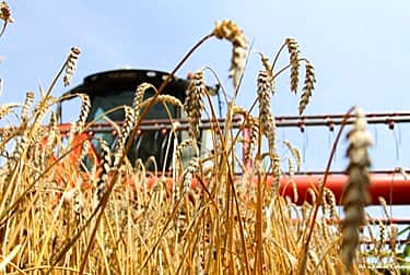 Минсельхоз России: зерновых и зернобобовых культур в стране намолочено 86,1 миллиона тонн.