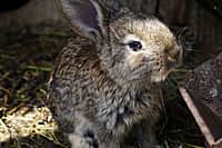 Молодой фермер Николай Андриянов из села Напольные Котяки Канашского района с каждым годом увеличивает свои производственные мощности (фото №4).