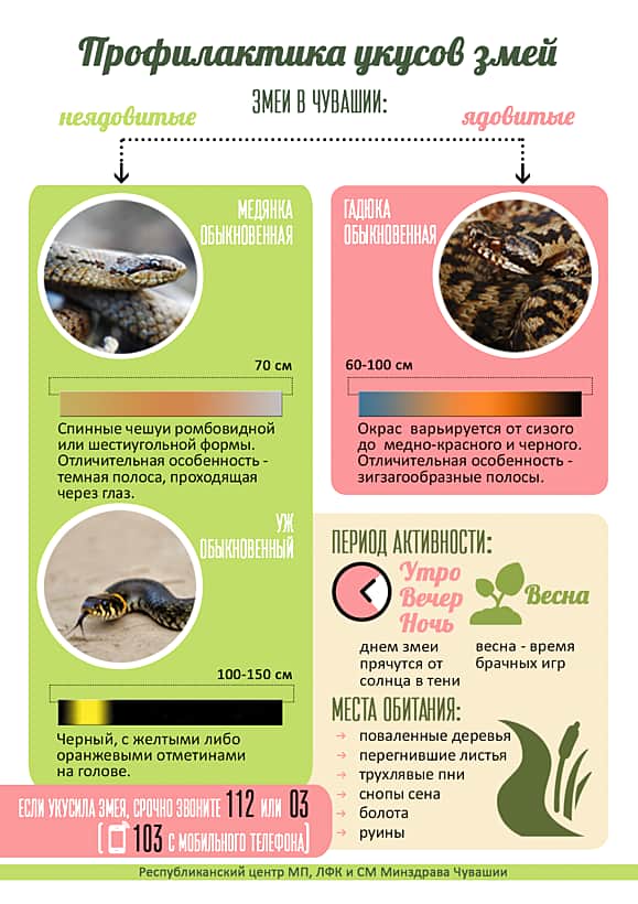 С начала лета 11 жителей Чувашии попали в больницу из-за укусов змей.