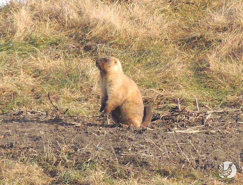 Начало весны - сурки проснулись!
