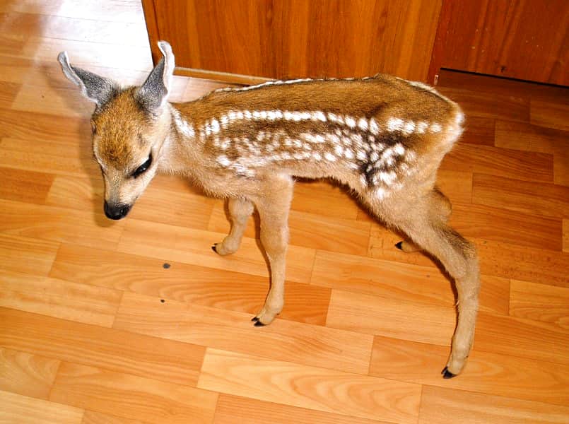 Найденного в лесу детеныша сибирской косули поселили в парке им.космонавта А.Г. Николаева в Чебоксарах.