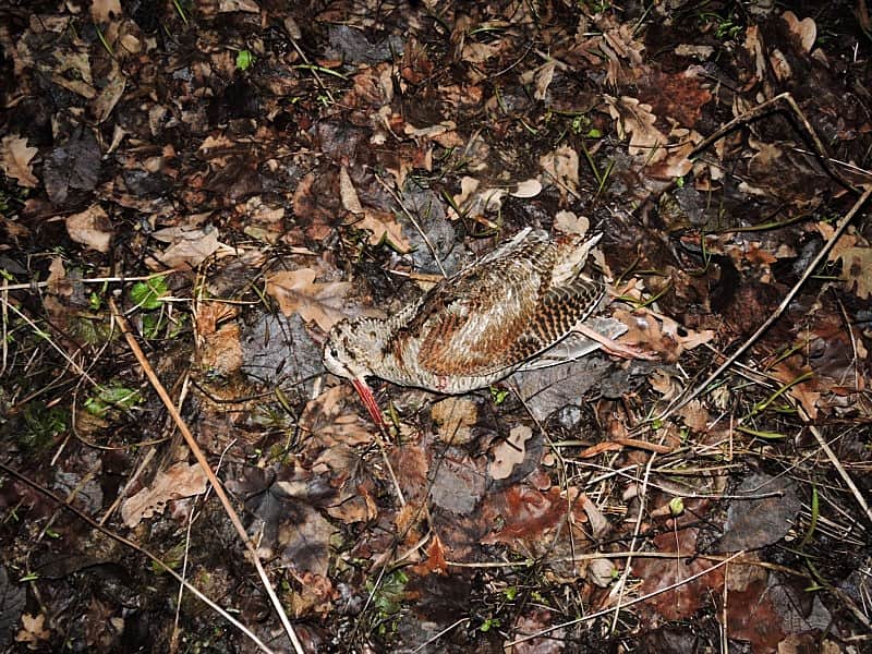 О нарушениях Правил охоты в весенний период.