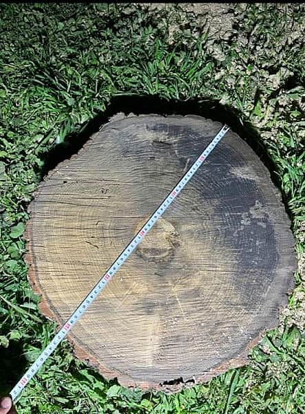 Житель п. Вурнары незаконно спилил дуб. Сумма ущерба составила около 1 млн рублей.