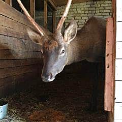 В Новочебоксарском зоопарке новый зверь, которому нужно имя.