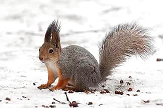 Новочебоксарскую дубраву в Чувашии заселят белками.