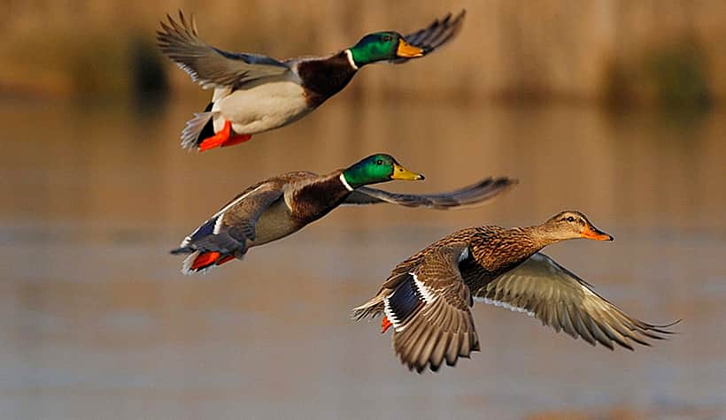 С 1 апреля в Чувашии откроется весенняя охота на водоплавающую дичь.