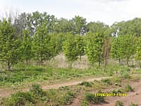 Они вновь заняты восстановлением пруда их детства (фото №13).