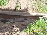 Они вновь заняты восстановлением пруда их детства (фото №4).