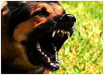 Остерегайтесь бешенства.