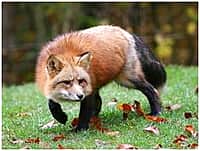 Остерегайтесь бешенства (фото №2).