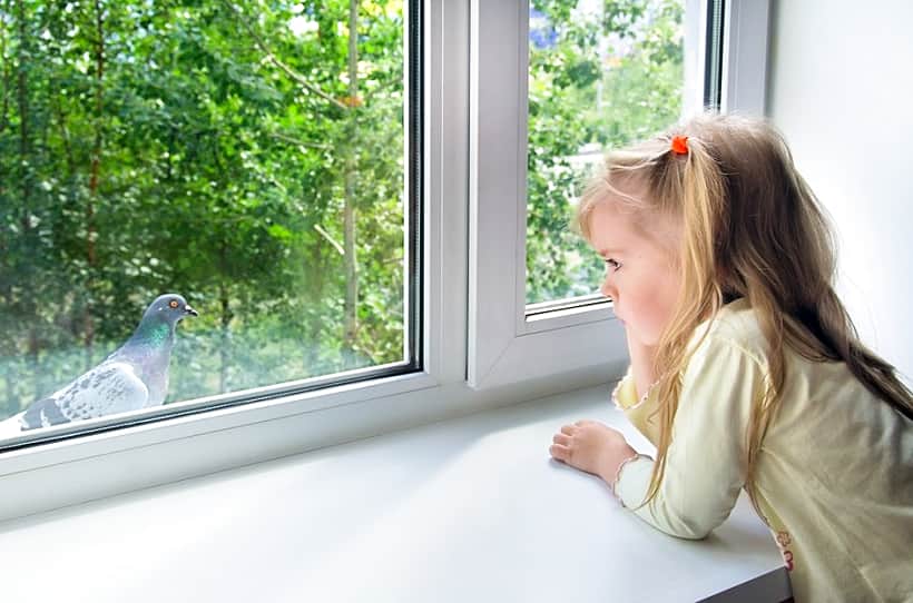 Осторожно: москитные сетки!