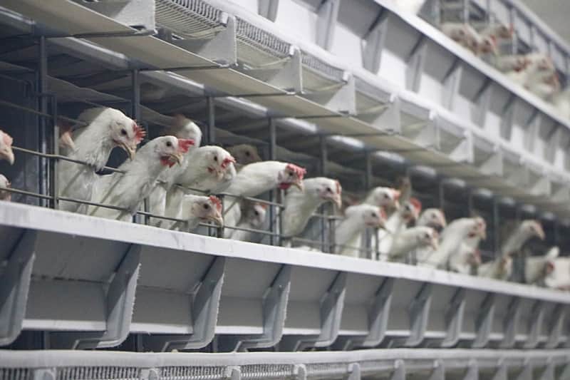 Открылся новый цех птицефабрики "Канашская ".