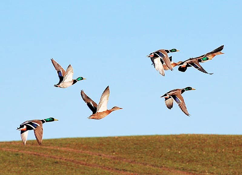 Об открытии охоты на пернатую дичь.